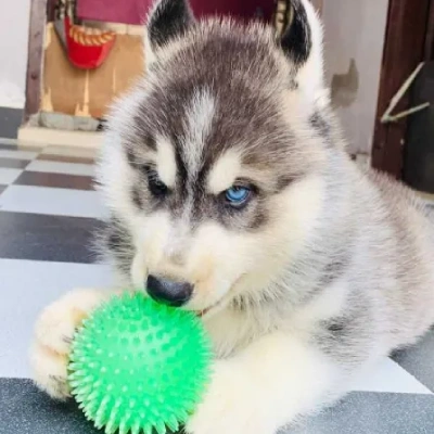 Siberian Husky puppies for sale in Jodhpur