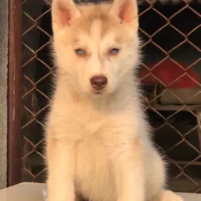 Siberian Husky puppies for sale in Ajmer