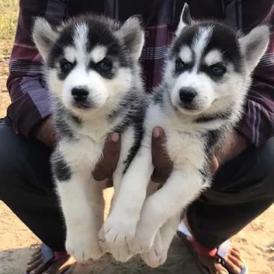 Siberian Husky puppies for sale in Visakhapatnam