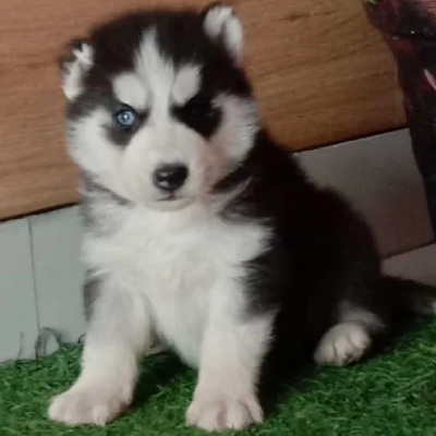 Siberian Husky puppies for sale in Visakhapatnam