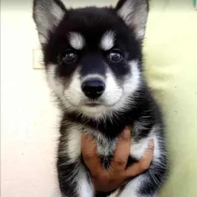 Siberian Husky puppies for sale in Ajmer