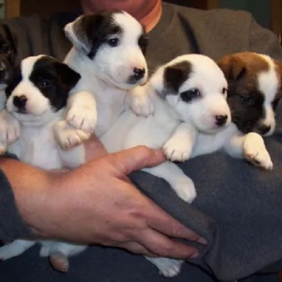 Jack Russell Terrier puppies for sale in Jodhpur