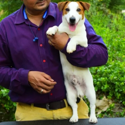 Jack Russell Terrier puppies for sale in Udaipur