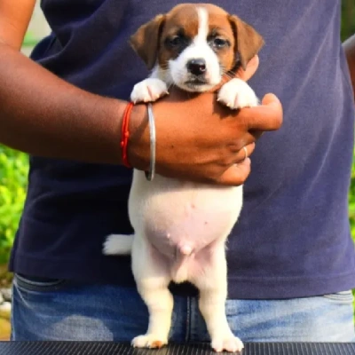 Jack Russell Terrier puppies for sale in Vijayawada