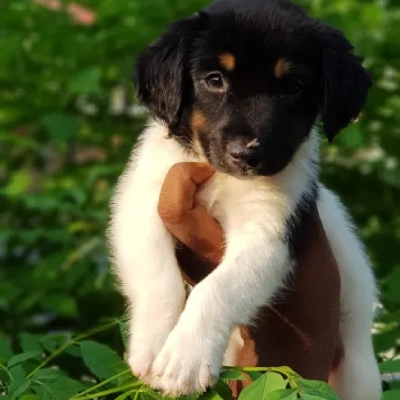 Jack Russell Terrier puppies for sale in Ajmer