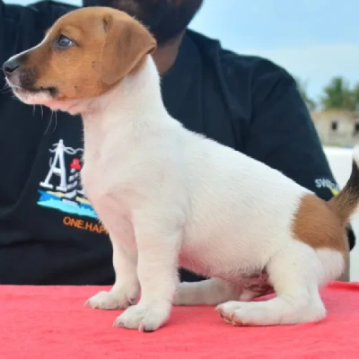 Jack Russell Terrier puppies for sale in Ajmer