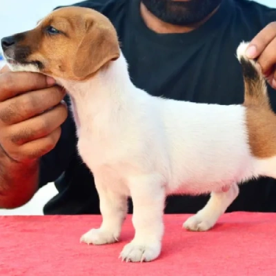 Jack Russell Terrier puppies for sale in Udaipur