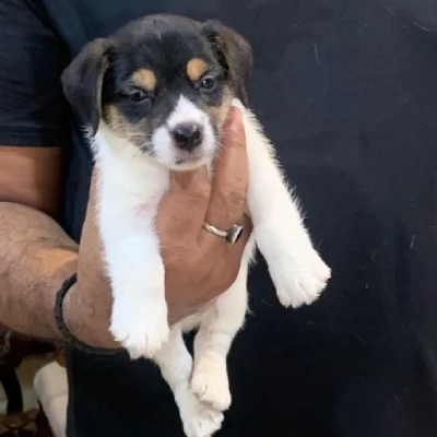 Jack Russell Terrier puppies for sale in Udaipur