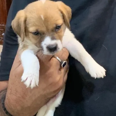 Jack Russell Terrier puppies for sale in Ajmer