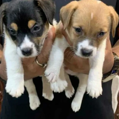 Jack Russell Terrier puppies for sale in Udaipur