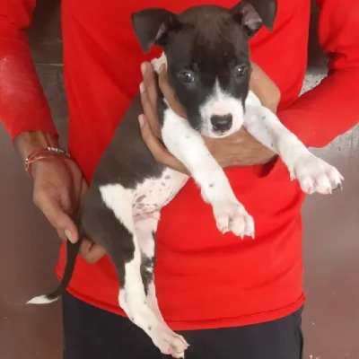 Jack Russell Terrier puppies for sale in Ajmer