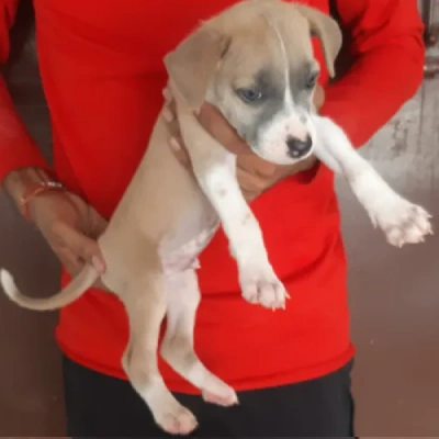 Jack Russell Terrier puppies for sale in Jodhpur