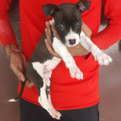 Jack Russell Terrier puppies for sale in Vijayawada