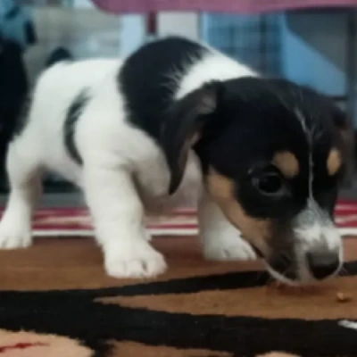 Jack Russell Terrier puppies for sale in Jodhpur