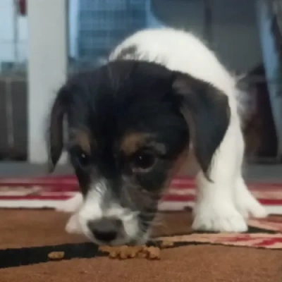 Jack Russell Terrier puppies for sale in Vijayawada