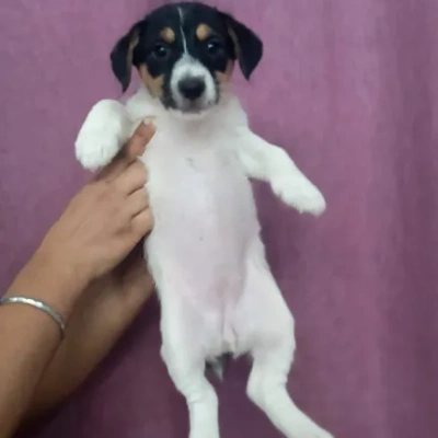 Jack Russell Terrier puppies for sale in Vijayawada