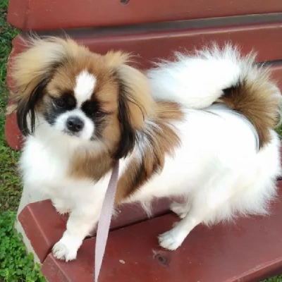 Japanese Chin puppies for sale in Ajmer