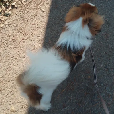 Japanese Chin puppies for sale in Vijayawada