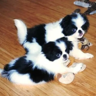 Japanese Chin puppies for sale in Jodhpur