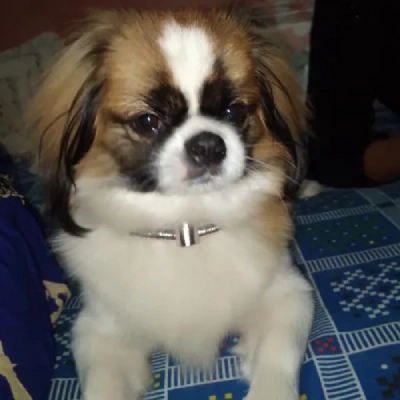 Japanese Chin puppies for sale in Jodhpur