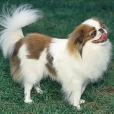 Japanese Chin puppies for sale in Jodhpur