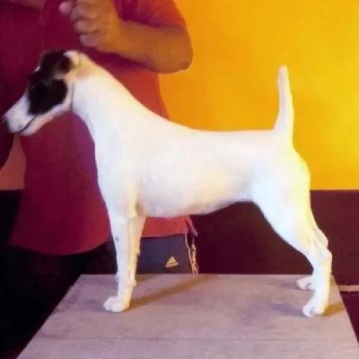 Japanese Terrier puppies for sale in Udaipur