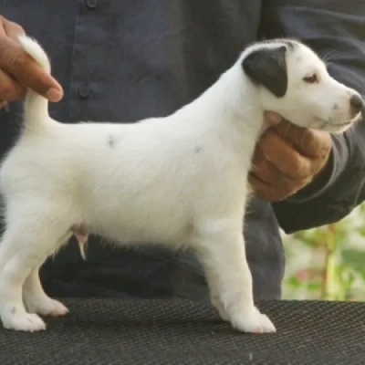 Japanese Terrier puppies for sale in Udaipur