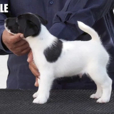 Japanese Terrier puppies for sale in Vijayawada