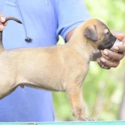 Kombai puppies for sale in Bikaner