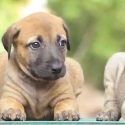 Kombai puppies for sale in Vijayawada