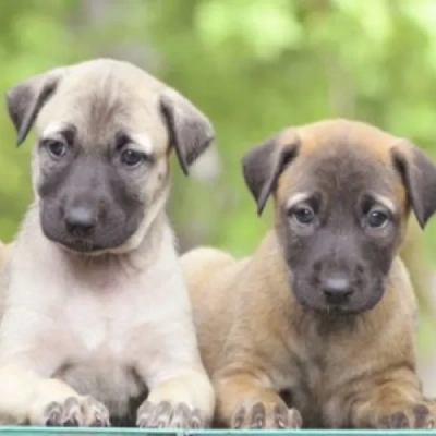 Kombai puppies for sale