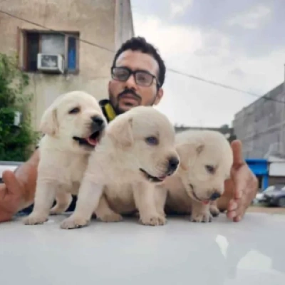 Labrador puppies for sale in Vijayawada