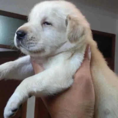 Labrador puppies for sale in Udaipur