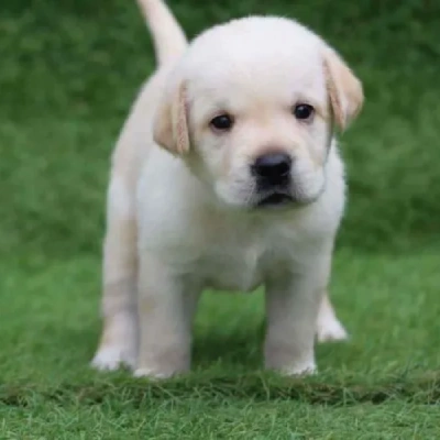 Labrador puppies for sale in Visakhapatnam