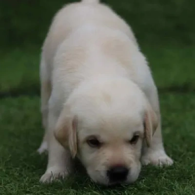 Labrador puppies for sale in Vijayawada