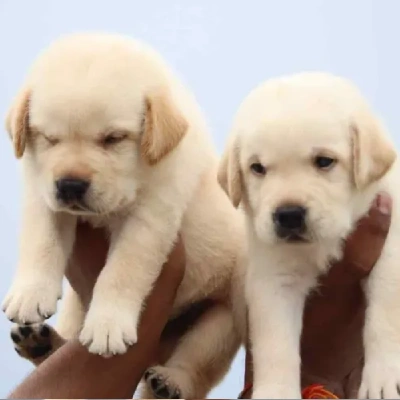 Labrador puppies for sale in Gurgaon