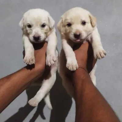 Labrador puppies for sale in Visakhapatnam