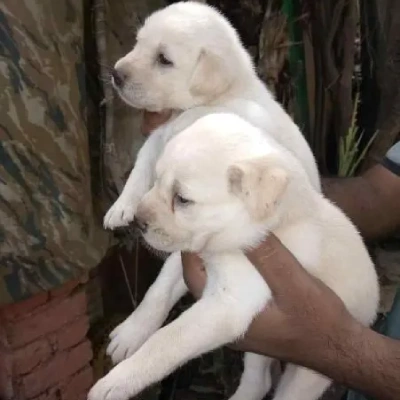 Labrador puppies for sale in Vijayawada