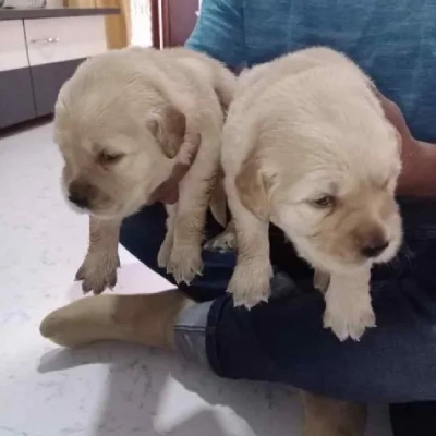 Labrador puppies for sale in Bikaner