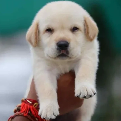 Labrador puppies for sale in Bikaner