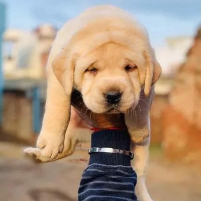 Labrador puppies for sale in Gurgaon