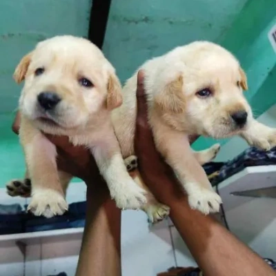 Labrador puppies for sale in Bikaner