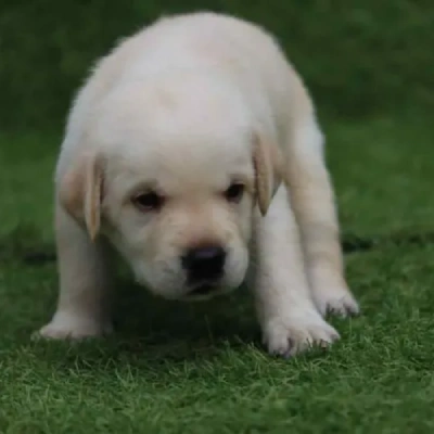 Labrador puppies for sale in Vijayawada