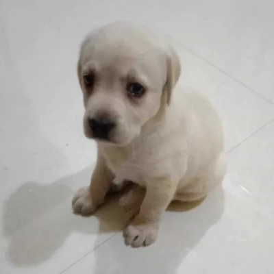 Labrador puppies for sale in Visakhapatnam