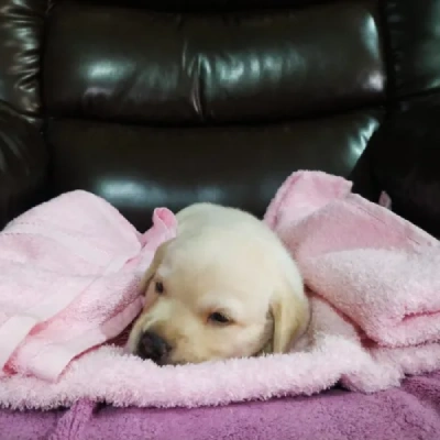 Labrador puppies for sale in Vijayawada