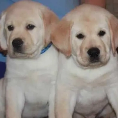 Labrador puppies for sale in Bikaner