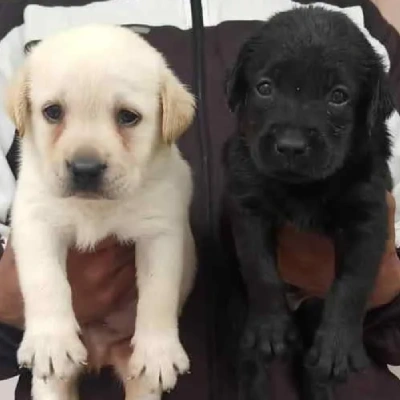 Labrador puppies for sale in Vijayawada