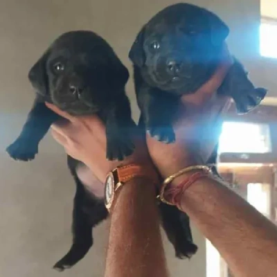 Labrador puppies for sale in Kota