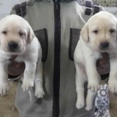 Labrador puppies for sale in Jodhpur