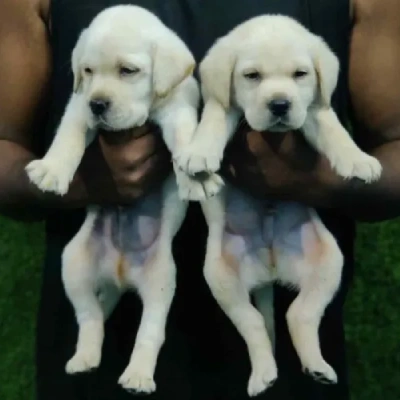 Labrador puppies for sale in Visakhapatnam